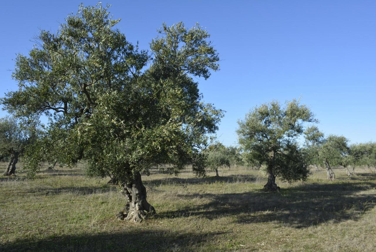 Agriturismo Poggio Ferrata Ruvo di Puglia Exterior photo